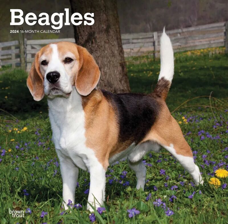 Beagle puppies for sale in Shanklin, Isle of Wight – 1 year old - Image 3 of 3