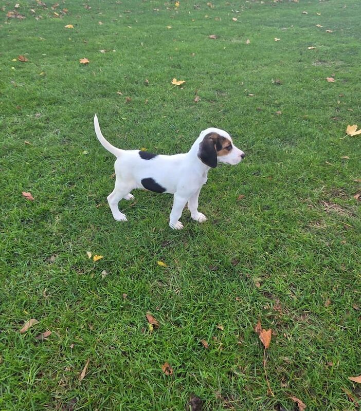 Beagle puppies for sale in Romford, Greater London – 10 weeks old
