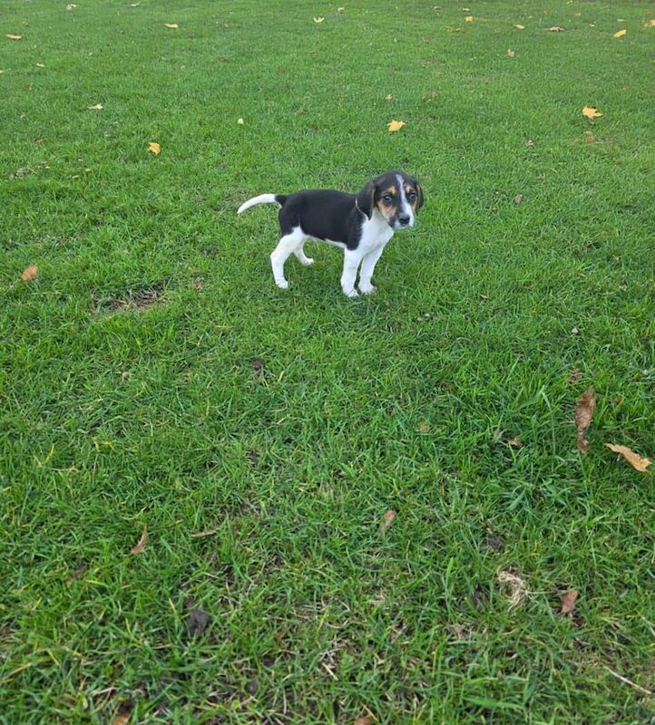 Beagle puppies for sale in Romford, Greater London – 10 weeks old - Image 2 of 3