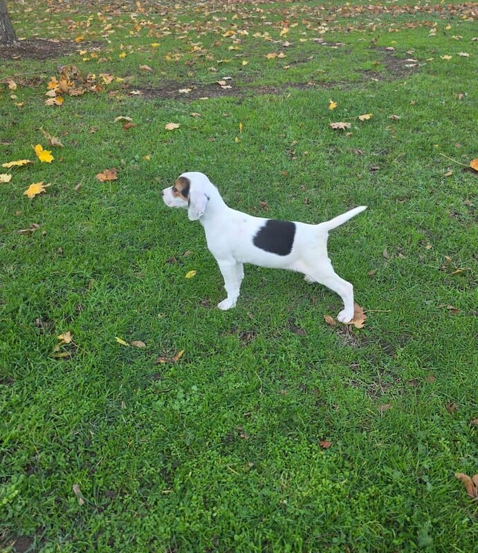 Beagle puppies for sale in Romford, Greater London – 10 weeks old - Image 3 of 3