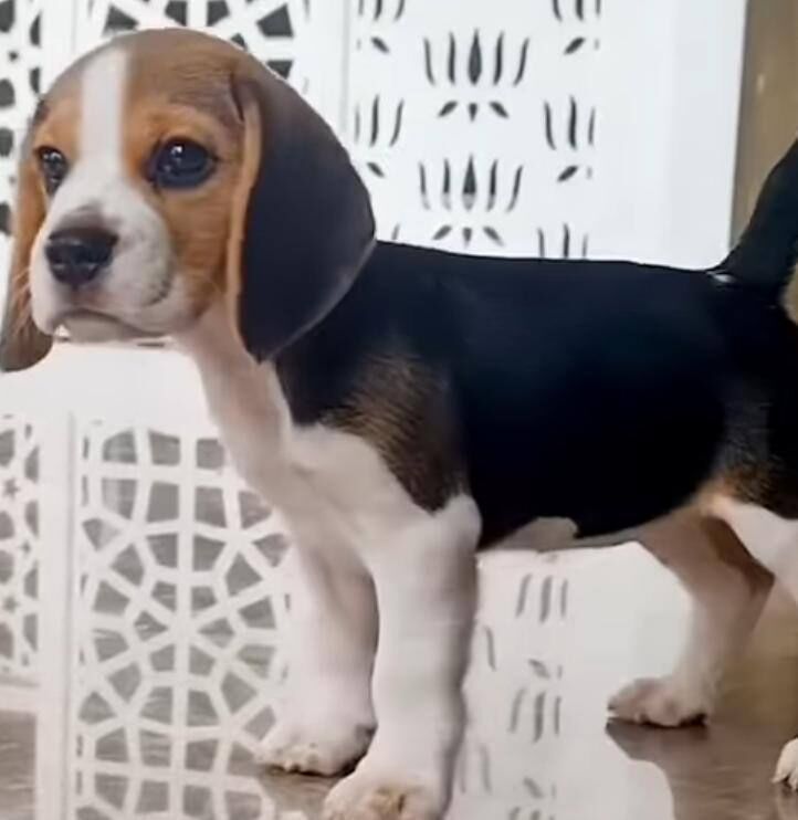 Pocket beagles puppies for sale in Dagenham, Greater London