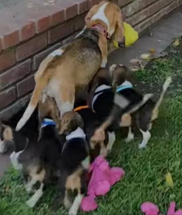 Pocket beagles puppies for sale in Dagenham, Greater London | Image 2