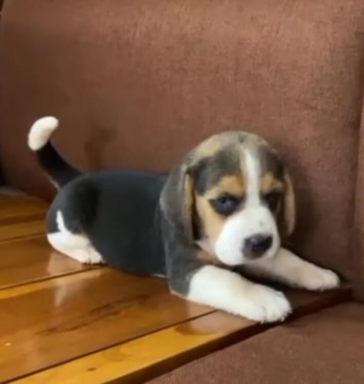 Pocket beagles puppies for sale in Dagenham, Greater London | Image 3