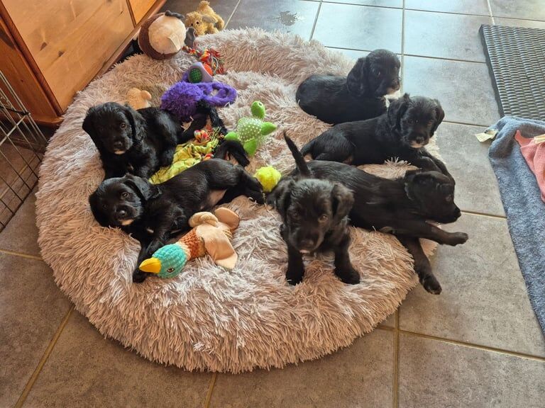 Beagle puppies for sale in March, Cambridgeshire – 6 weeks old