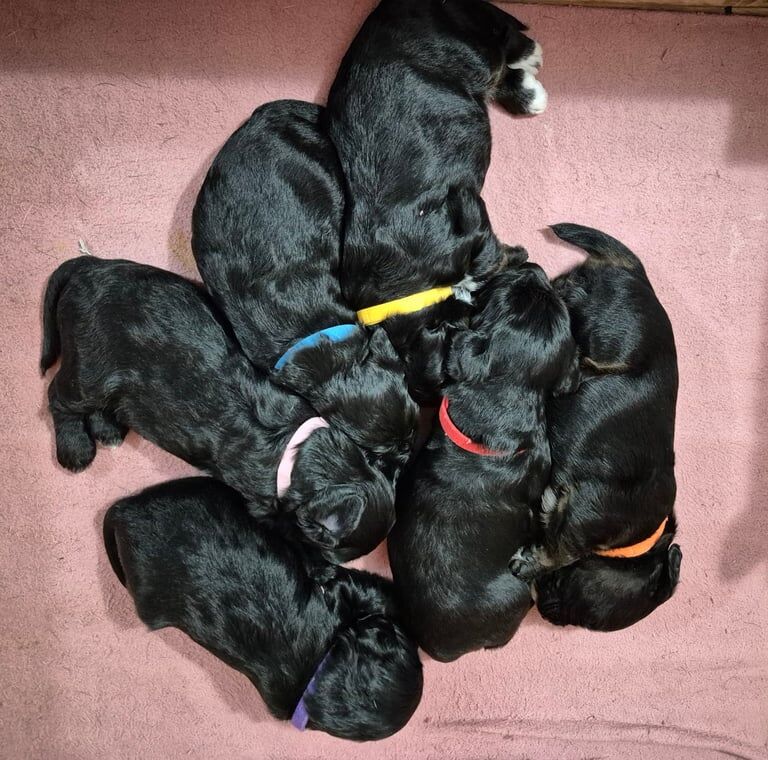 Beagle puppies for sale in March, Cambridgeshire – 6 weeks old - Image 3 of 3