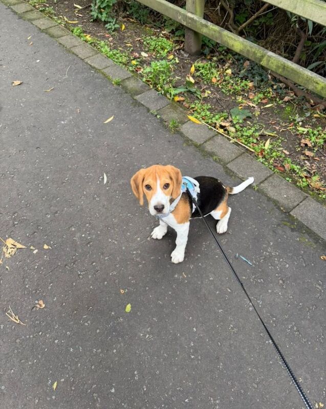 Puppy Beagle