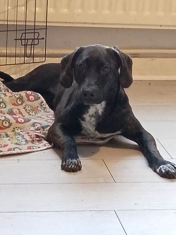 Beagle Puppies For Sale