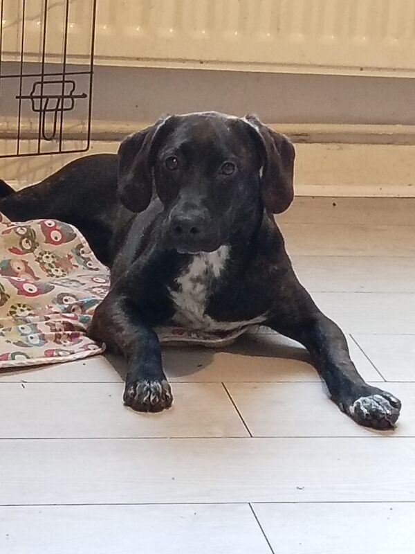 Beagle puppies for sale in Hyde, Greater Manchester – 9 months old - Image 2 of 2