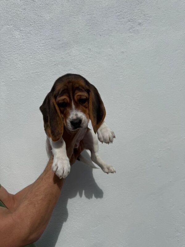Pur Beagle for sale