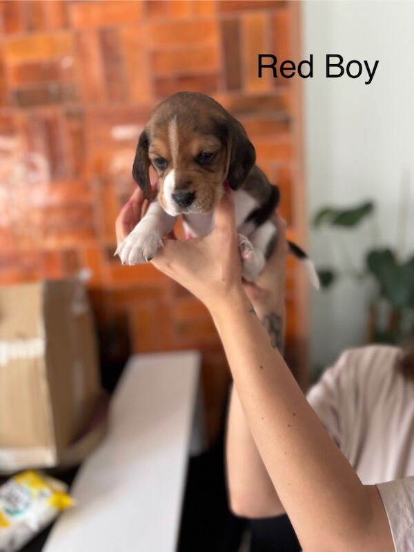 Beagle puppies for sale in Sutton in Ashfield, Nottinghamshire – 4 weeks old