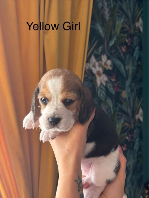 Beagle puppies for sale in Sutton in Ashfield, Nottinghamshire – 4 weeks old - Image 2 of 13