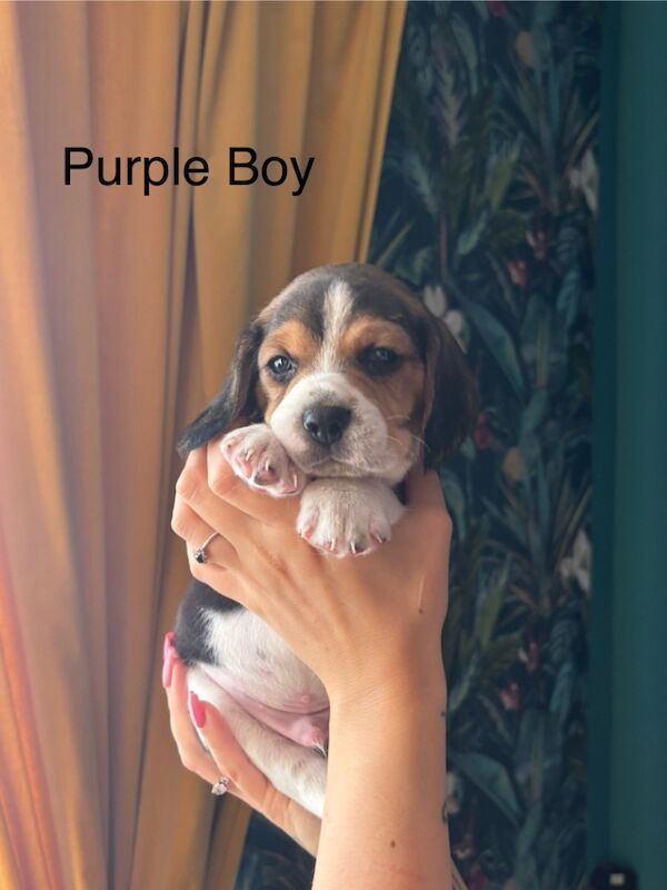 Beagle puppies for sale in Sutton in Ashfield, Nottinghamshire – 4 weeks old - Image 3 of 13