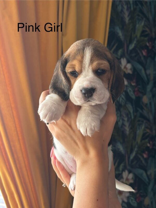 Beagle puppies for sale in Sutton in Ashfield, Nottinghamshire – 4 weeks old - Image 4 of 13