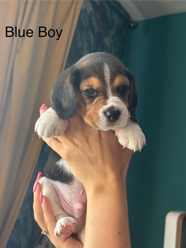 Beagle puppies for sale in Sutton in Ashfield, Nottinghamshire – 4 weeks old - Image 5 of 13
