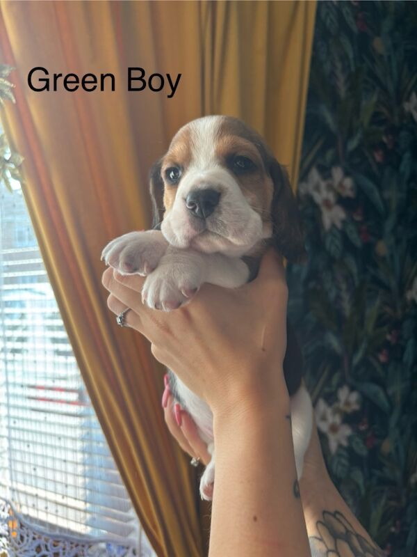 Beagle puppies for sale in Sutton in Ashfield, Nottinghamshire – 4 weeks old - Image 6 of 13