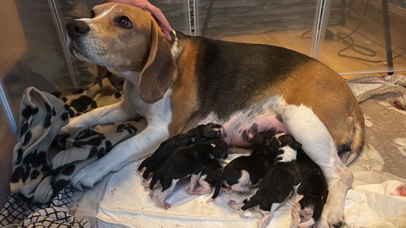 Beagle puppies for sale in Sutton in Ashfield, Nottinghamshire – 4 weeks old - Image 7 of 13