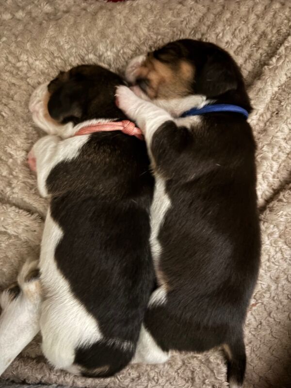 Beagle puppies for sale in Sutton in Ashfield, Nottinghamshire – 4 weeks old - Image 9 of 13