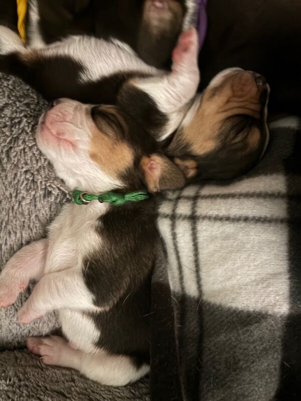 Beagle puppies for sale in Sutton in Ashfield, Nottinghamshire – 4 weeks old - Image 10 of 13