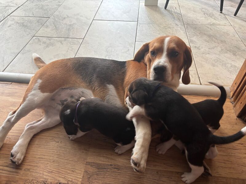Beagle puppies for sale in Sutton in Ashfield, Nottinghamshire – 4 weeks old - Image 11 of 13