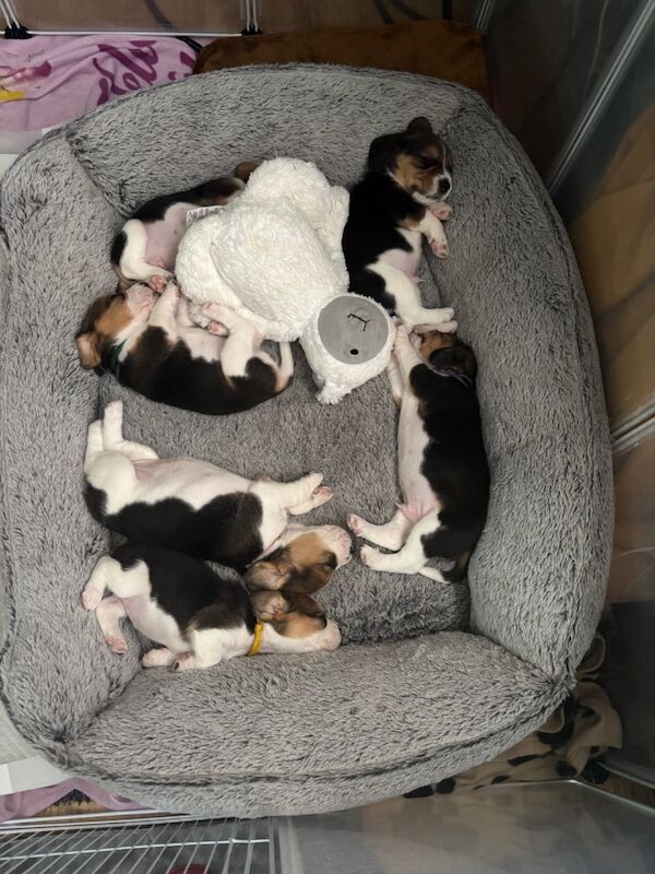 Beagle puppies for sale in Sutton in Ashfield, Nottinghamshire – 4 weeks old - Image 13 of 13