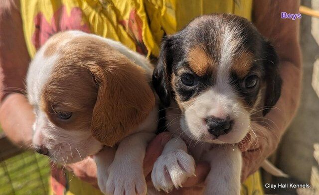 Beagle Puppies For Sale Under £1,000