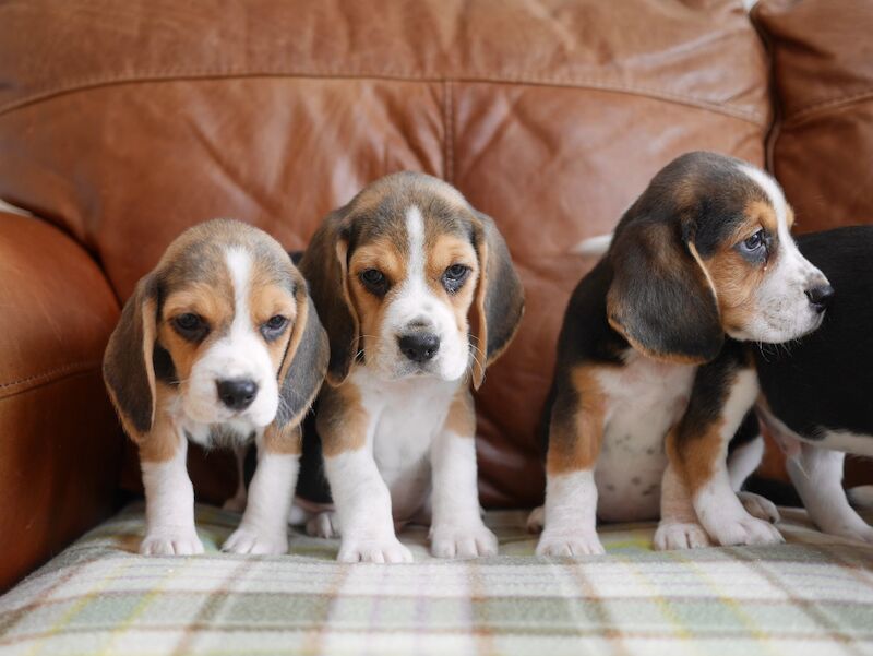 Quality Health Tested Beagle Puppies - Image 8 of 15