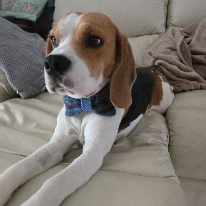 Beagle stud dog for stud in Ferryhill, Durham – KC registered, 1 year old