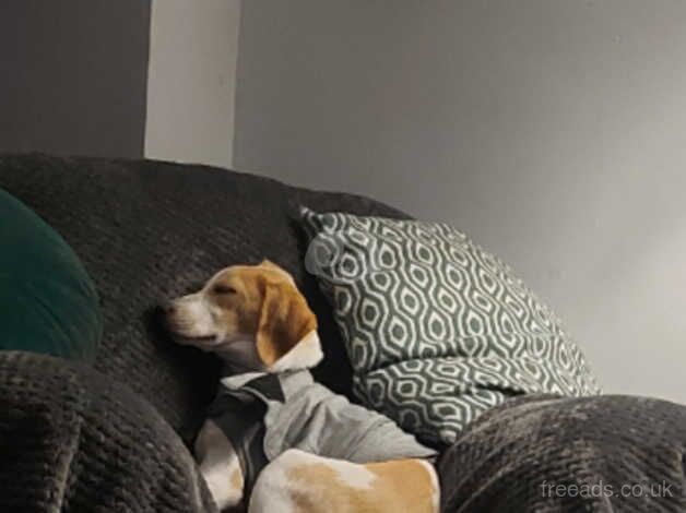 Rehoming 14 month old beagle for sale in Tredegar, Blaenau Gwent - Image 1
