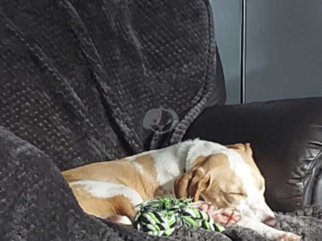Rehoming 14 month old beagle for sale in Tredegar, Blaenau Gwent - Image 2