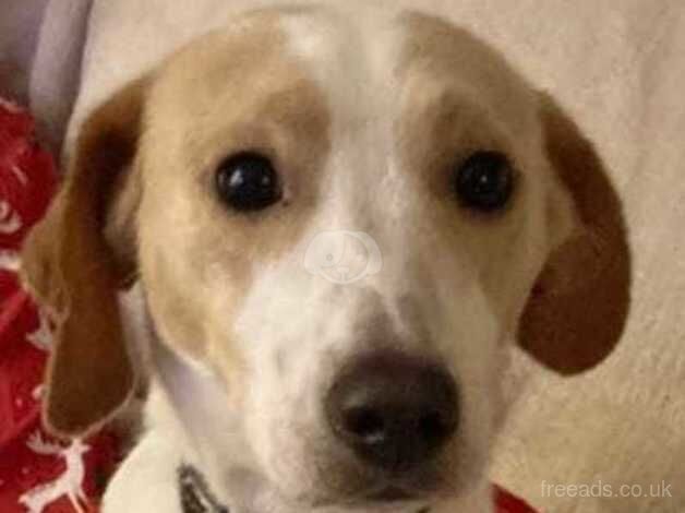 Rehoming 14 month old beagle for sale in Tredegar, Blaenau Gwent - Image 5