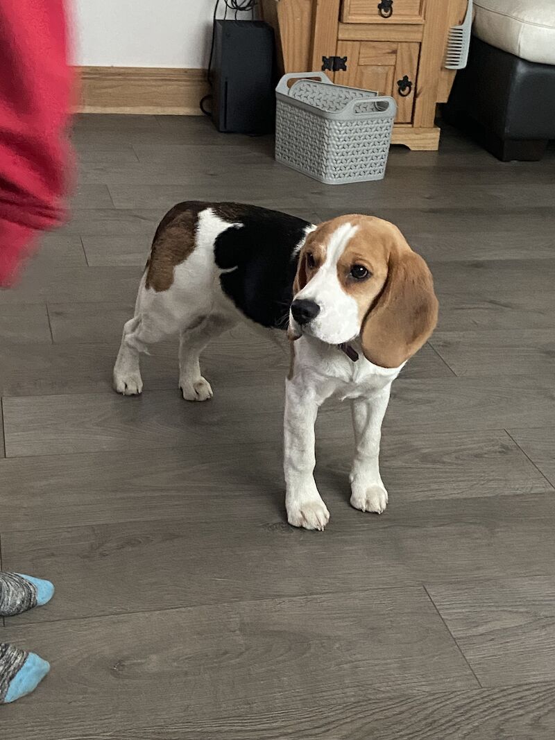 Beagle puppies for sale in Wick, Highland – 1 year old - Image 2 of 3