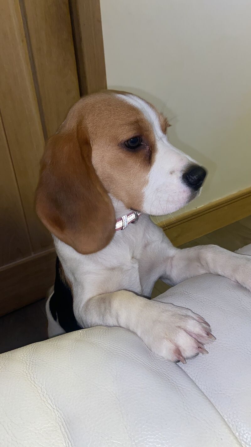 Beagle puppies for sale in Wick, Highland – 1 year old - Image 3 of 3