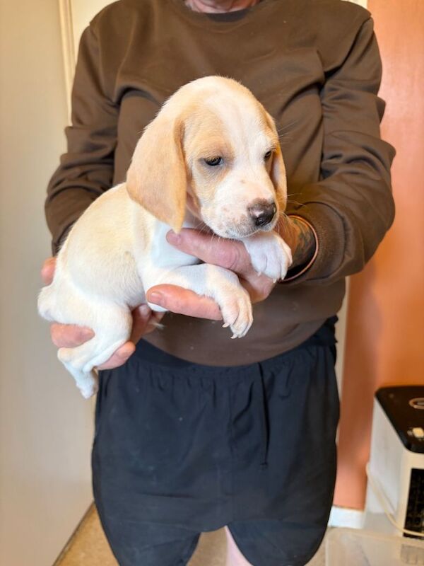 Six beagle pups for sale.