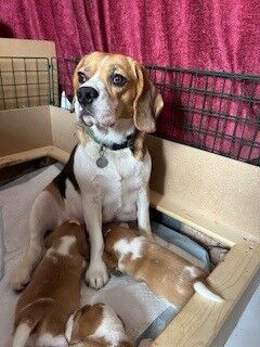 Small litter of KC registered beagle pups for sale having received excellent individual attention for sale in Swavesey, Cambridgeshire - Image 1