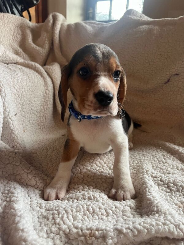 Beagle puppies for sale in Builth Wells, Powys – 8 weeks old