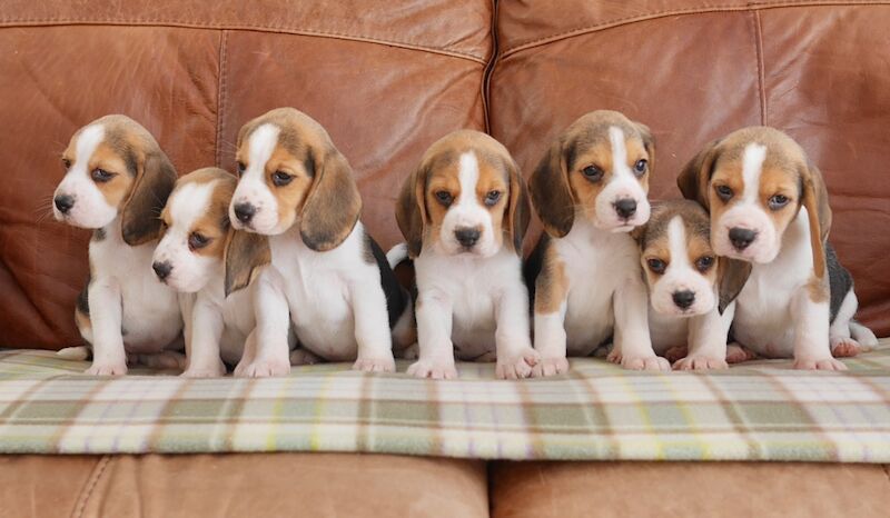 Beagle puppies for sale in Swansea / Abertawe, West Glamorgan – 3 months old
