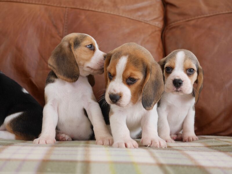 Beagle puppies for sale in Swansea / Abertawe, West Glamorgan – 3 months old - Image 2 of 11