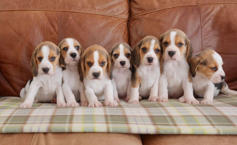 Beagle puppies for sale in Swansea / Abertawe, West Glamorgan – 3 months old - Image 3 of 11