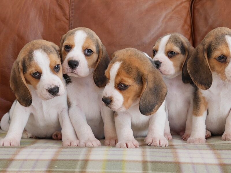 Beagle puppies for sale in Swansea / Abertawe, West Glamorgan – 3 months old - Image 4 of 11