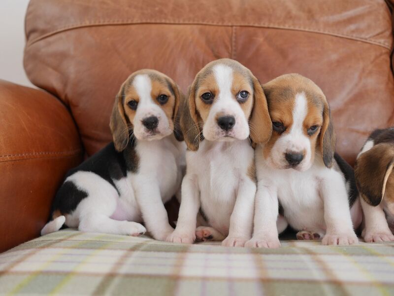 Beagle puppies for sale in Swansea / Abertawe, West Glamorgan – 3 months old - Image 5 of 11