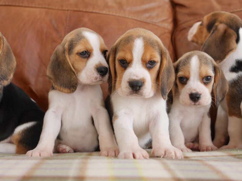 Beagle puppies for sale in Swansea / Abertawe, West Glamorgan – 3 months old - Image 6 of 11