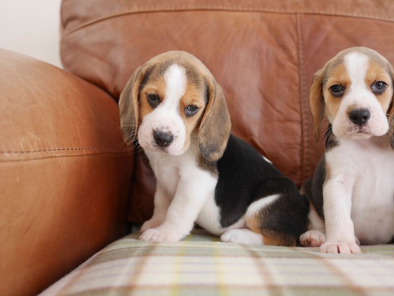 Beagle puppies for sale in Swansea / Abertawe, West Glamorgan – 3 months old - Image 7 of 11