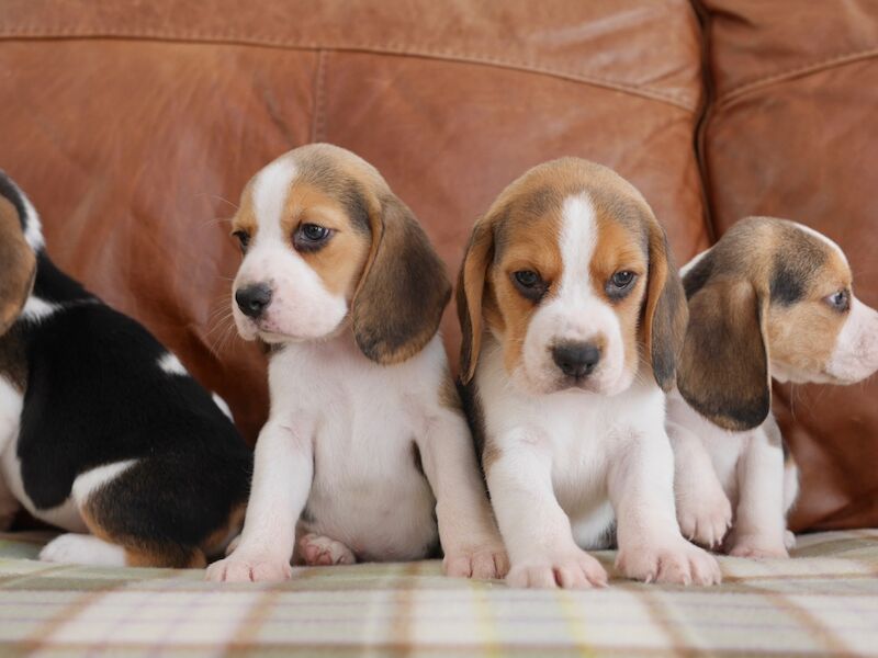 Beagle puppies for sale in Swansea / Abertawe, West Glamorgan – 3 months old - Image 8 of 11