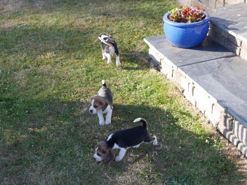 Beagle puppies for sale in Swansea / Abertawe, West Glamorgan – 3 months old - Image 9 of 11