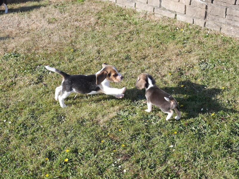 Beagle puppies for sale in Swansea / Abertawe, West Glamorgan – 3 months old - Image 10 of 11