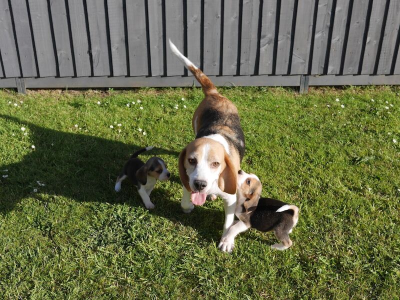 Beagle puppies for sale in Swansea / Abertawe, West Glamorgan – 3 months old - Image 11 of 11