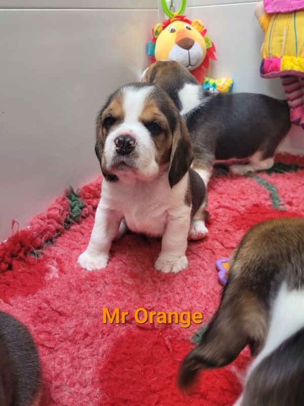 STUNNING KC REGISTERED BEAGLE PUPPIES for sale in Pontefract, West Yorkshire