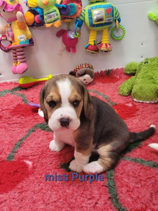 STUNNING KC REGISTERED BEAGLE PUPPIES for sale in Pontefract, West Yorkshire | Image 2