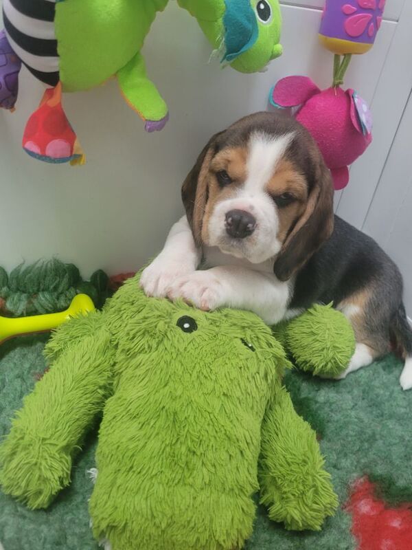 STUNNING KC REGISTERED BEAGLE PUPPIES for sale in Pontefract, West Yorkshire | Image 3