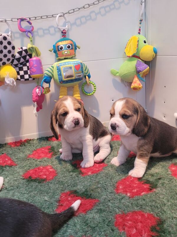 STUNNING KC REGISTERED BEAGLE PUPPIES for sale in Pontefract, West Yorkshire | Image 4